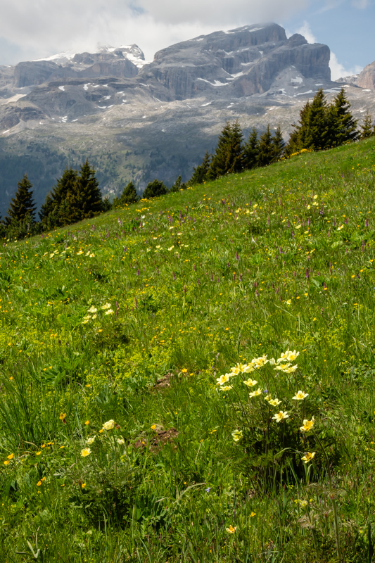 Pulsatilla alpina subsp apiifolia