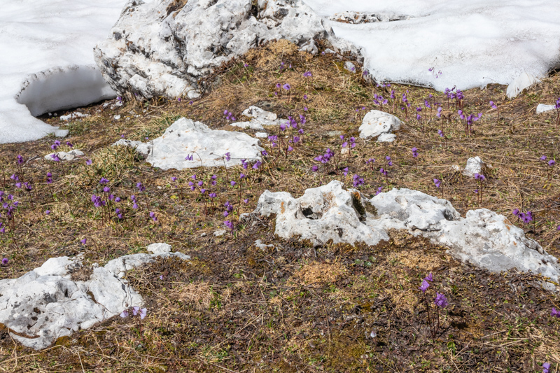 Soldanella alpina in snow