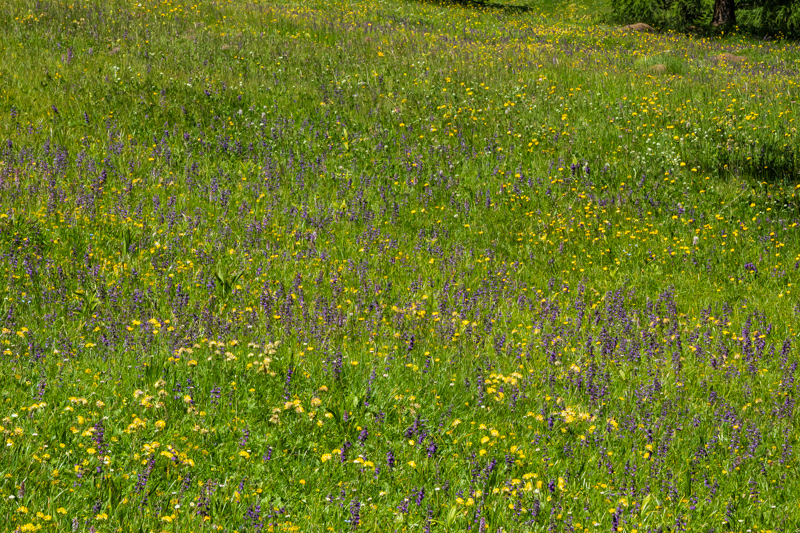 meadow view with Horminum pyrenaicum