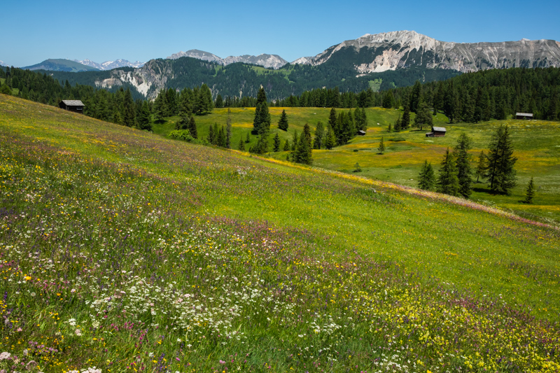 meadow view