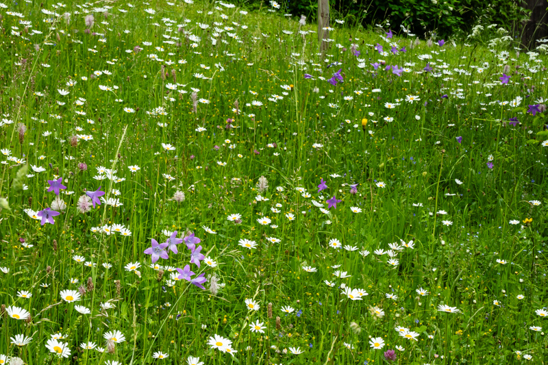 meadow with Campanula patula