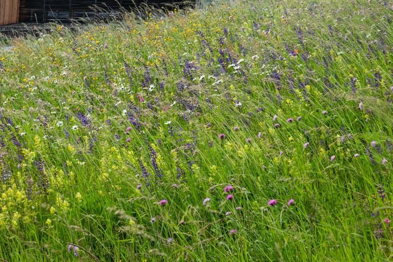 meadow with Salvia pratensis