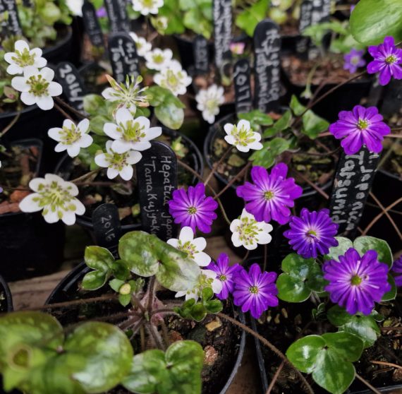 Hepatica japonica forms in the National Plant Collection of Hepatica species and cultivars held by Glenn Shapiro