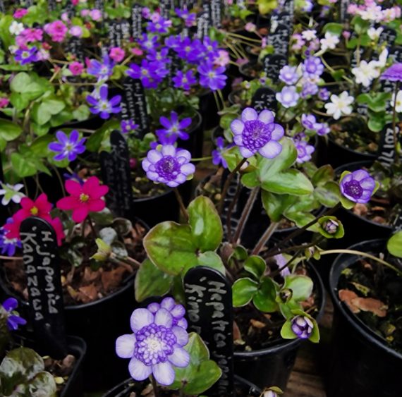 Hepatica japonica forms in the National Plant Collection of Hepatica species and cultivars held by Glenn Shapiro