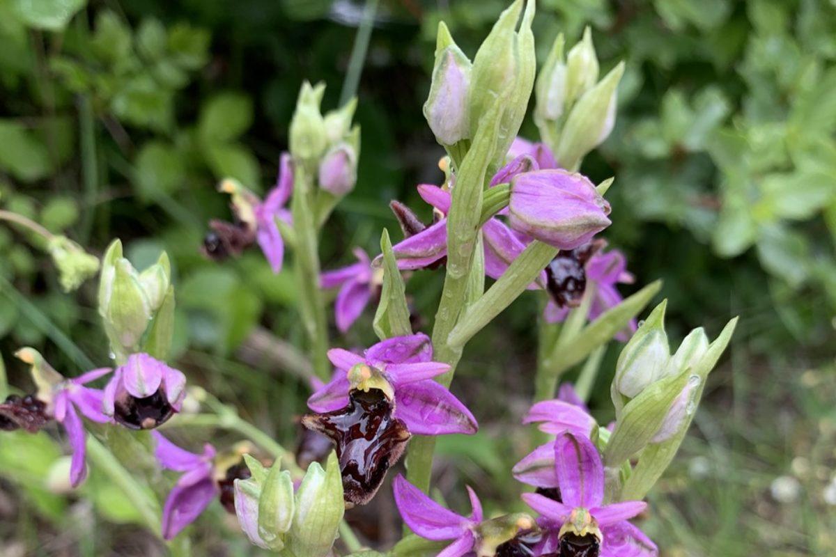 Ophrys scolopax var. cornuta x Ophrys bertolonii (natural hybrid)