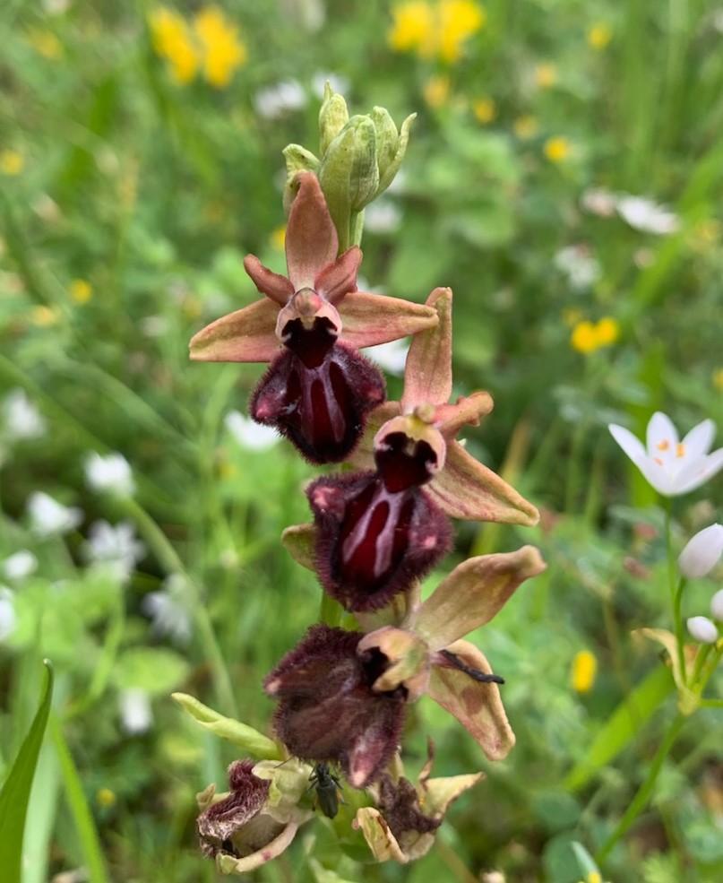 Ophrys sphegodes ssp. mammosa Red