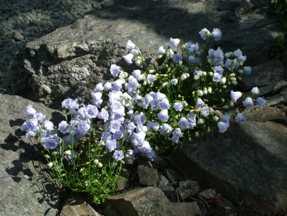 campanulas for the rock garden