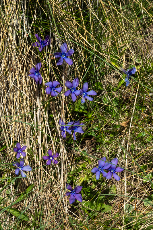 Gentiana brachyphylla purple form