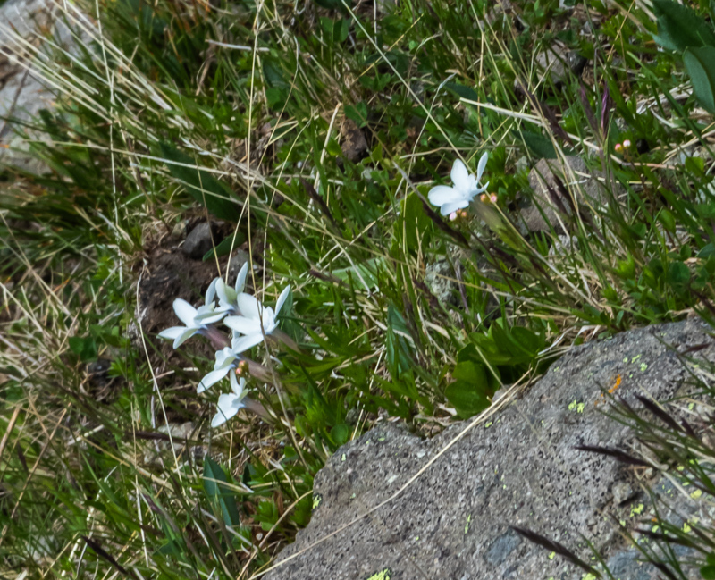 Gentiana brachyphylla white