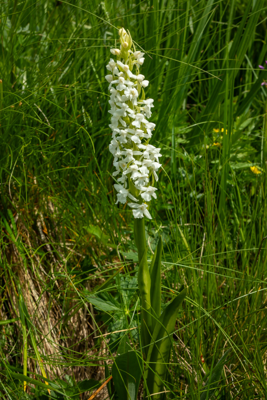 Gymnadenia conopsea white form