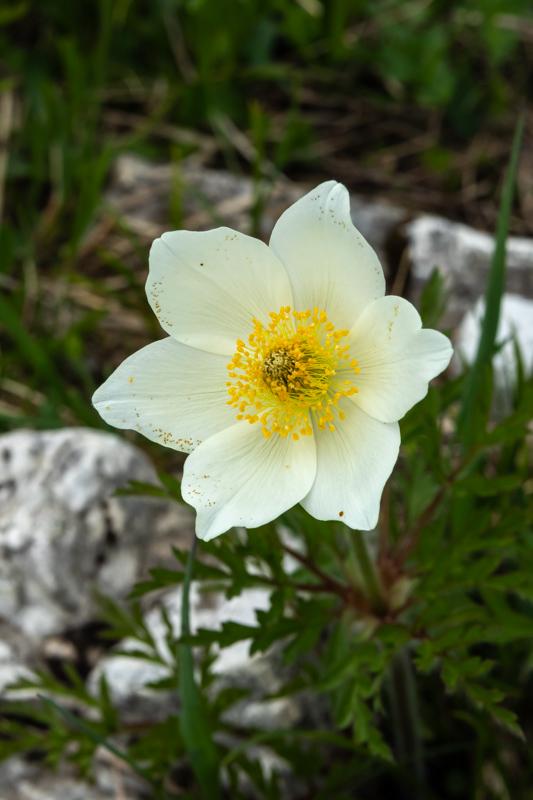 Pulsatilla alpina subsp austroalpina