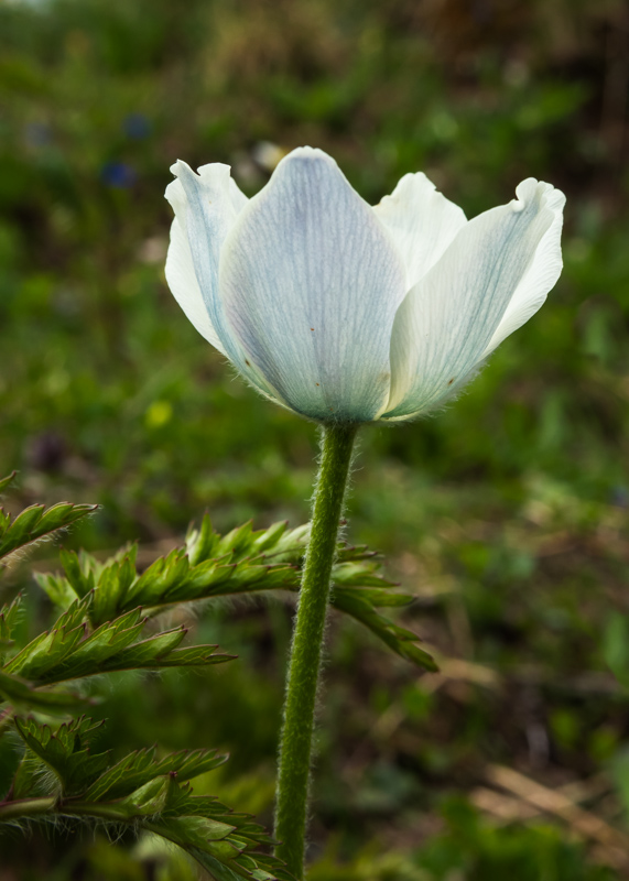 Pulsatilla alpina subsp austroalpina