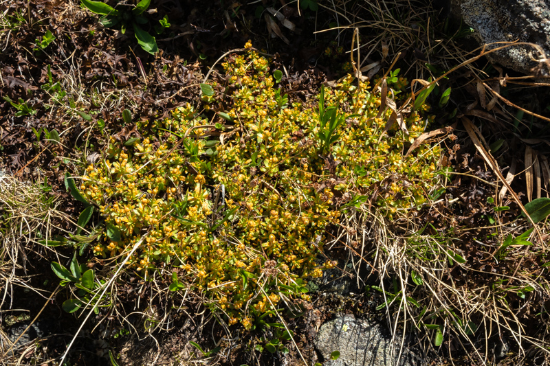 Saxifraga bryoides with rust