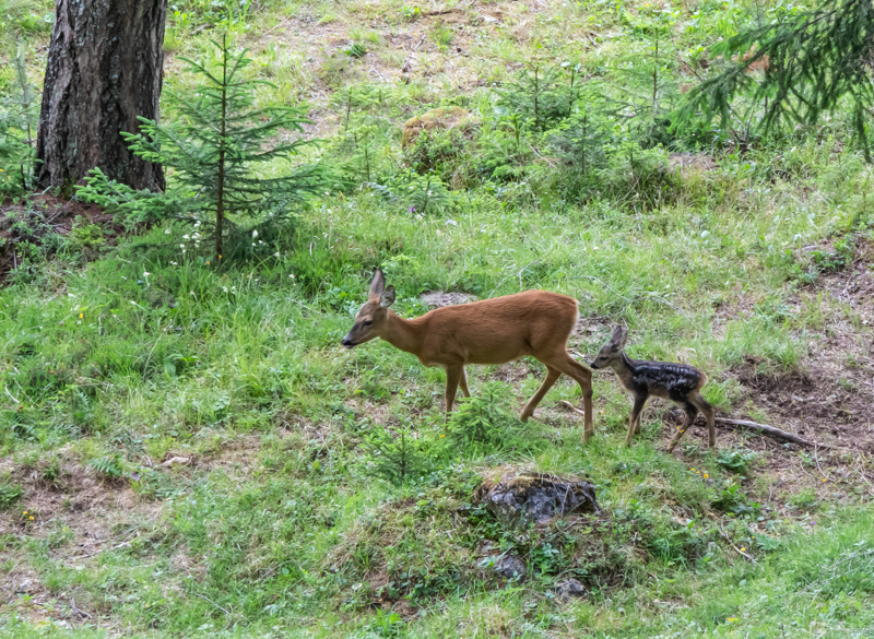 roe deer with fawn
