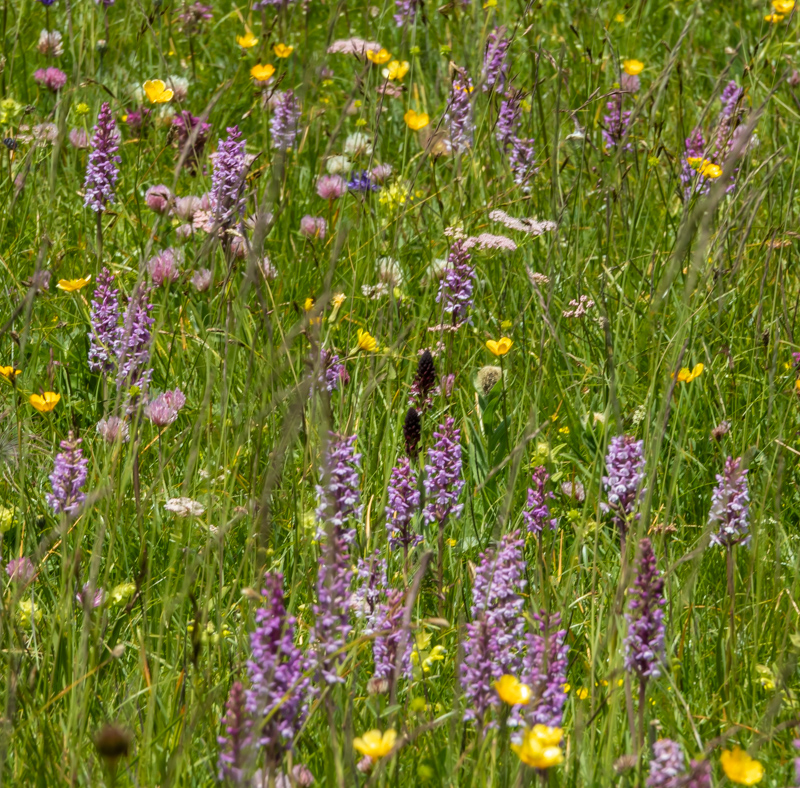 meadow view with Gymnadenia conopsea and Neotinea ustulata