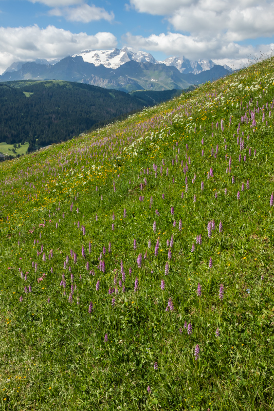 meadow view with Gymnadenia conopsea