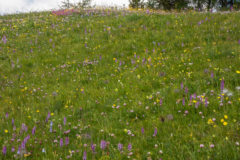 meadow view with Nigritella nigra subsp rhellicani