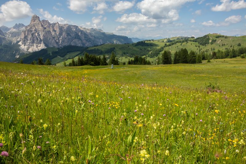 meadow view with Traunsteinera globosa