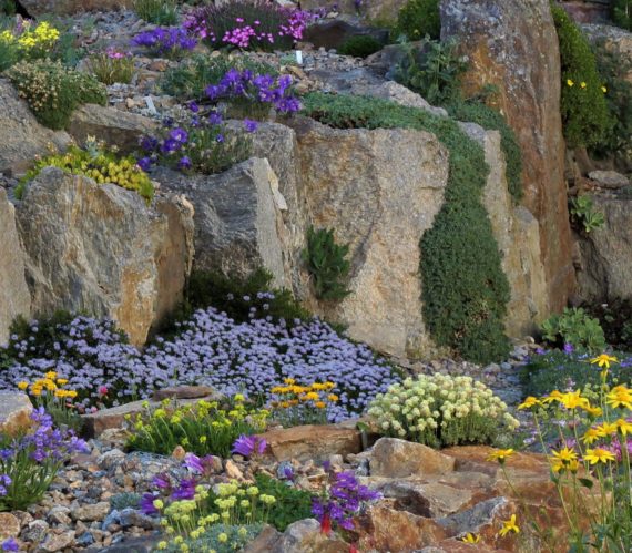Small alpine plants work within the scale of the crevice garden and with each other. Paul Spriggs
