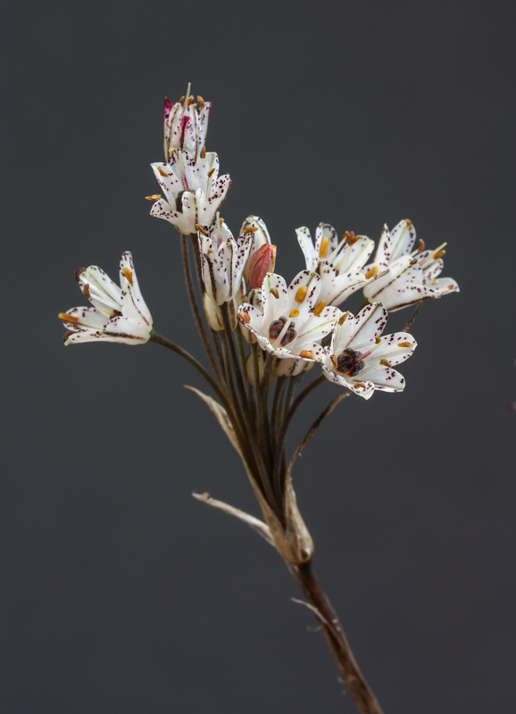 Allium callimischon subsp haemostictum exhibited by Georgina Instone