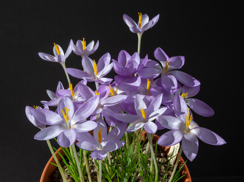 Crocus goulimyi exhibited by Don Peace