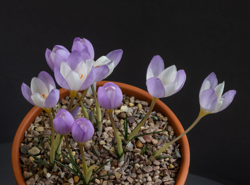 Crocus niveus exhibited by Don Peace