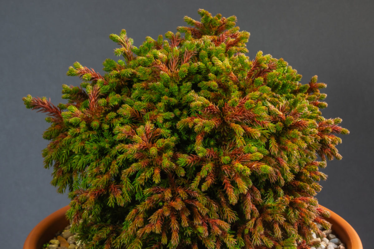 Cryptomeria japonica 'Green Pearl' exhibited by David Carver