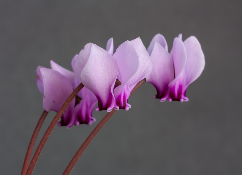 Cyclamen hederifolium exhibited by David Carver
