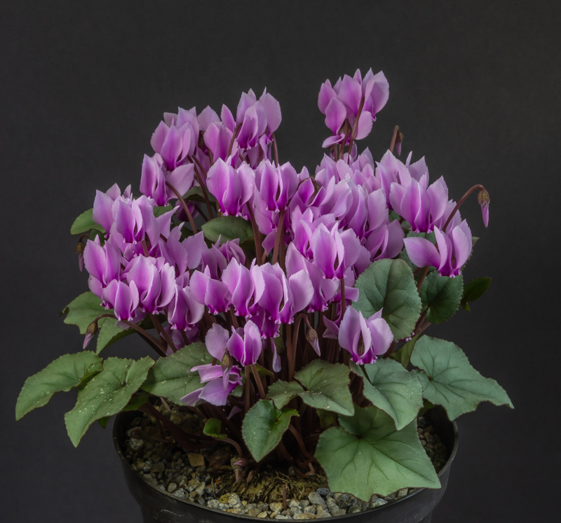 Cyclamen hederifolium exhibited by Sue Bedwell