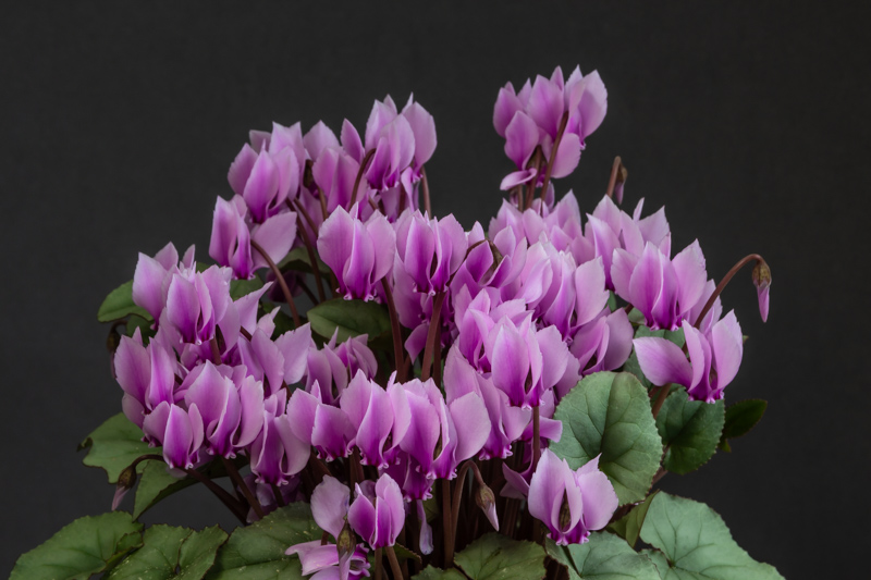 Cyclamen hederifolium exhibited by Sue Bedwell