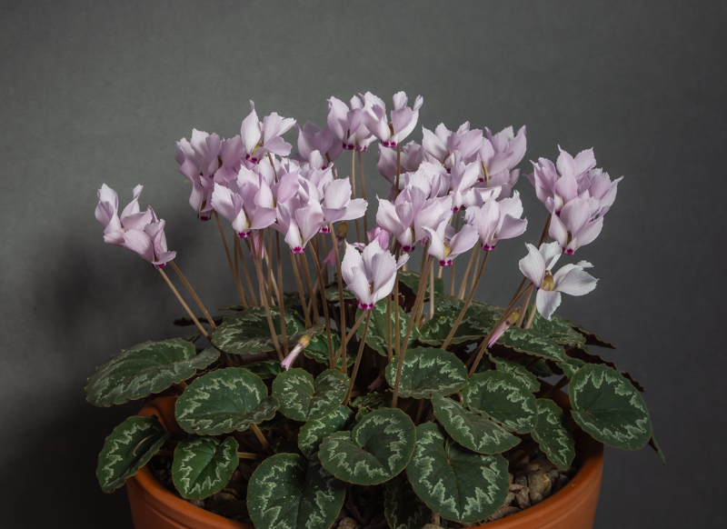 Cyclamen mirabile exhibited by Don Peace