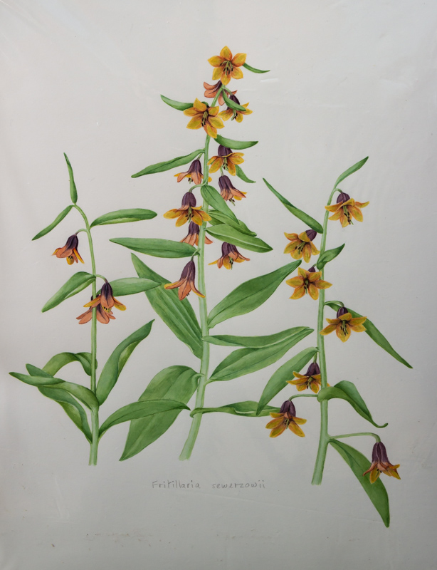 Fritillaria sewerzowii exhibited by Rannveig Wallis