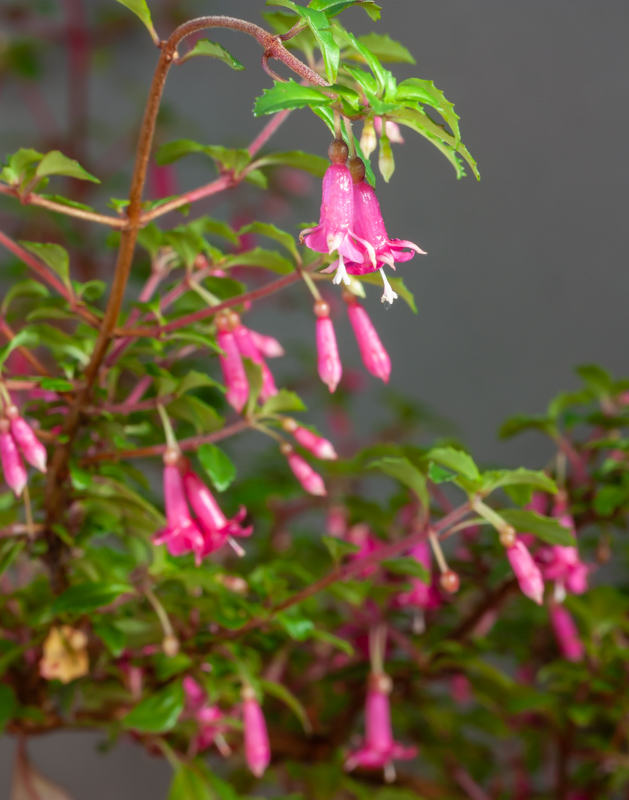Fuchsia microphylla exhibited by Tom Green