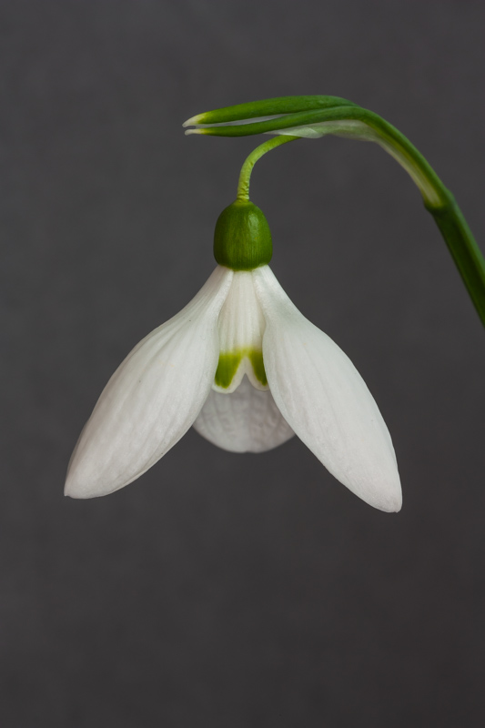 Galanthus Dryad Countess exhibited by Anne Wright