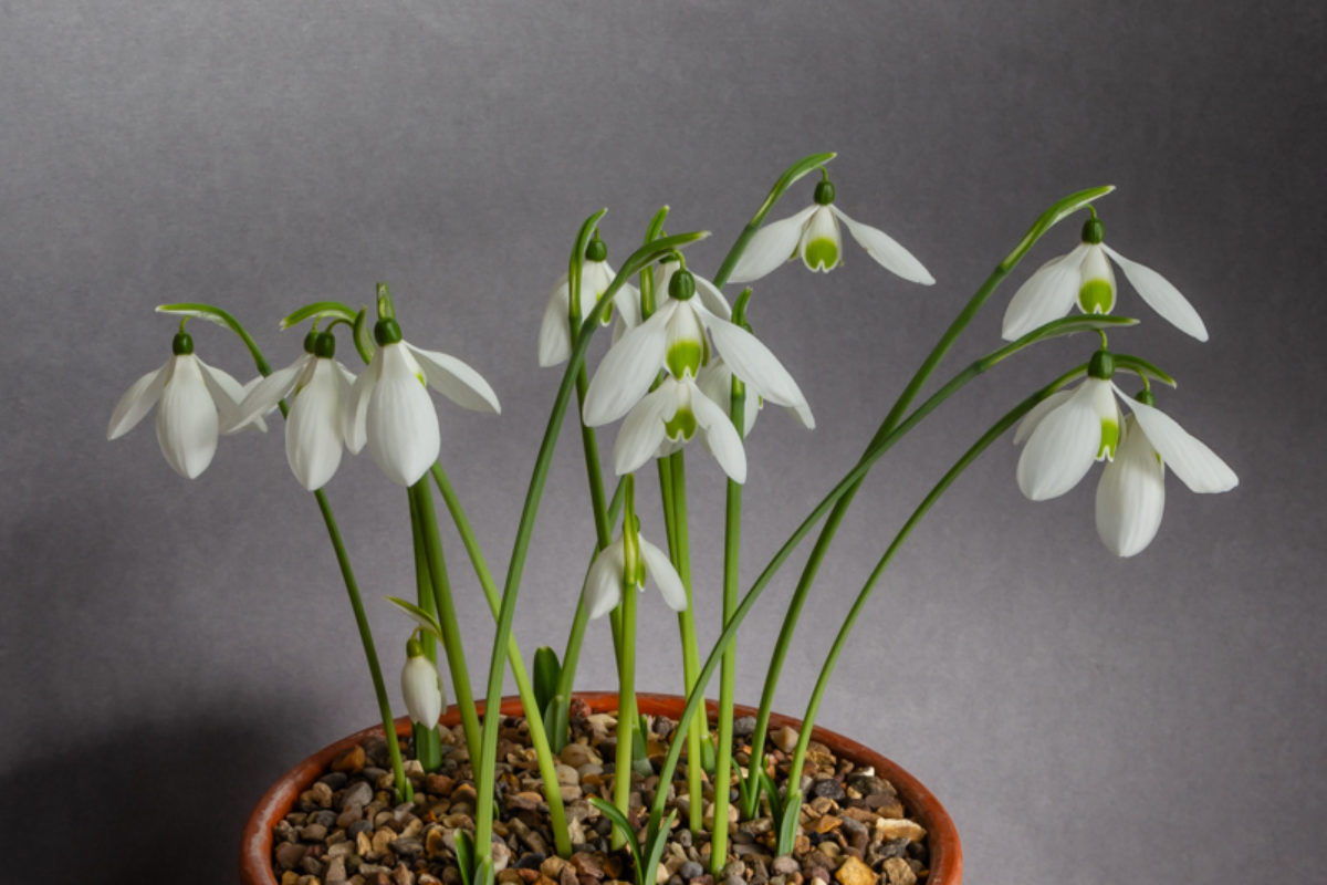 Galanthus Dryad Duchess exhibited by Anne Wright