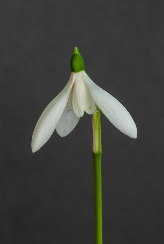 Galanthus reginae-olgae Blanc de Chine exhibited by David Carver