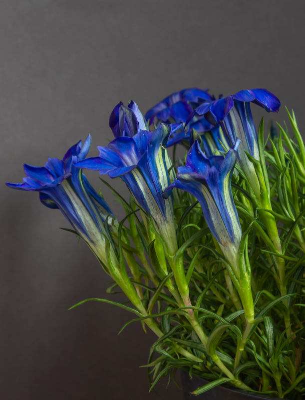 Gentiana The Caley exhibited by John Richards