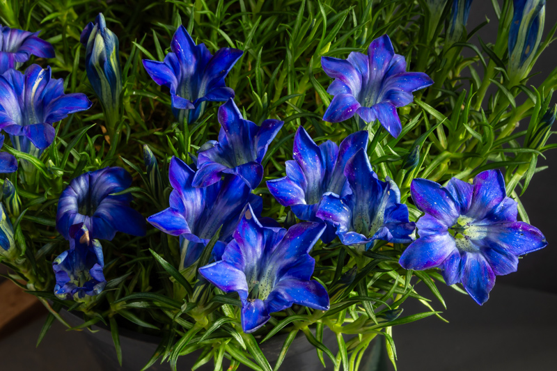 Gentiana The Caley exhibited by John Richards