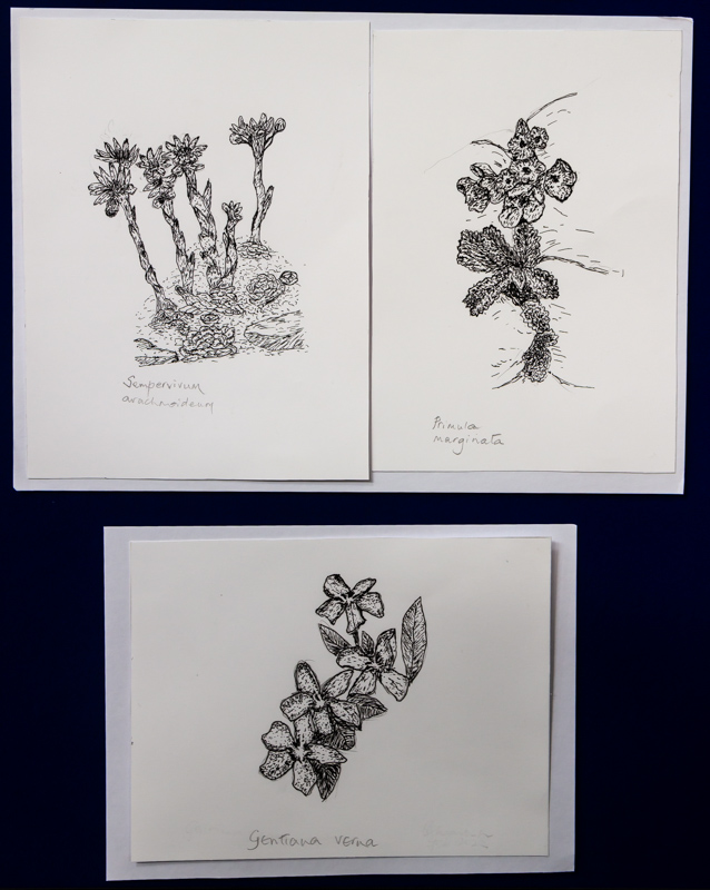 Gentiana verna, Primula marginata and Sempervivum arachnoideum exhibited by Rosemary Walker