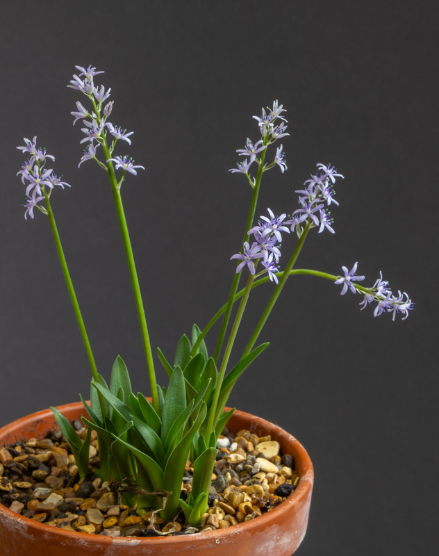 Hyacinthoides ciliolata exhibited by Mike Acton