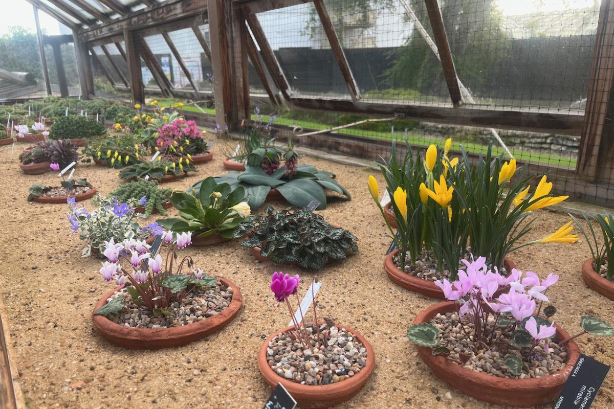 Autumn bulbs in the Alpine Display House at RBGE