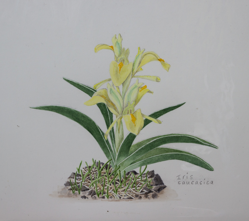 Iris caucasica subsp caucasica exhibited by Rannveig Wallis
