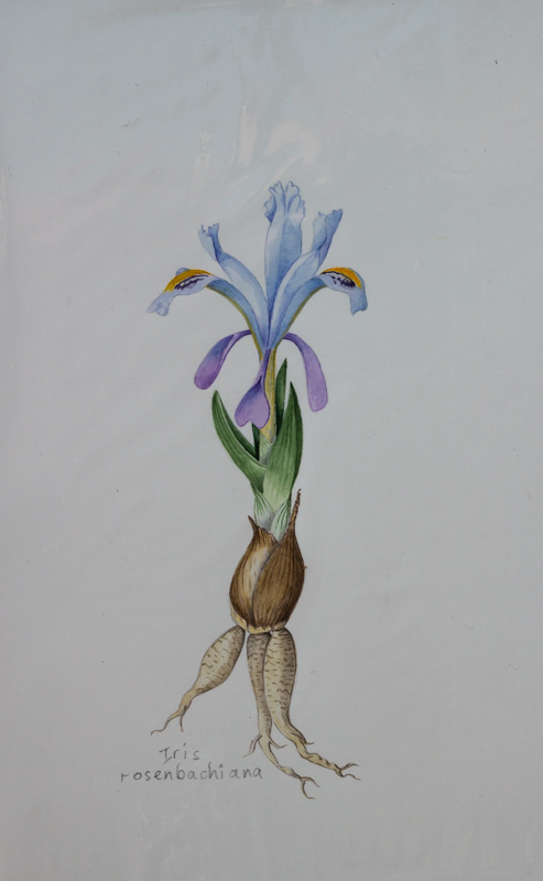 Iris rosenbachiana exhibited by Rannveig Wallis