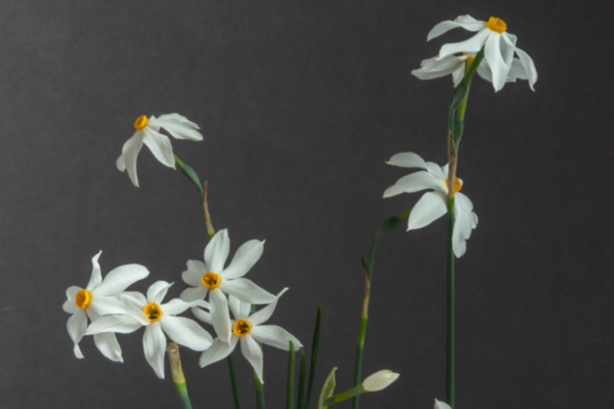 Narcissus deficiens exhibited by Anne Wright