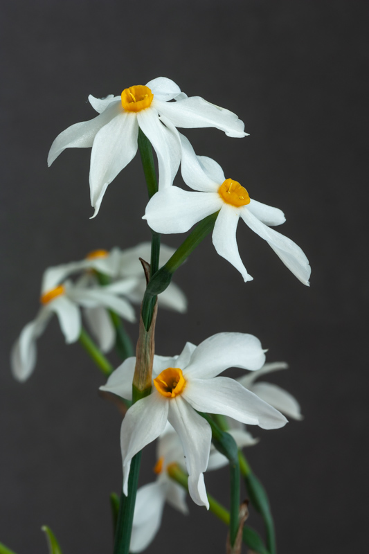 Narcissus deficiens exhibited by Anne Wright