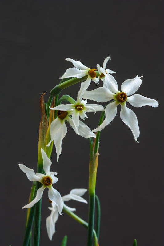 Narcissus elegans exhibited by Bob & Rannveig Wallis