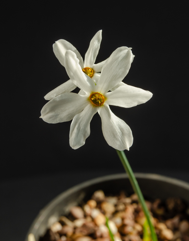 Narcissus miniatus (?) exhibited by Jon Evans