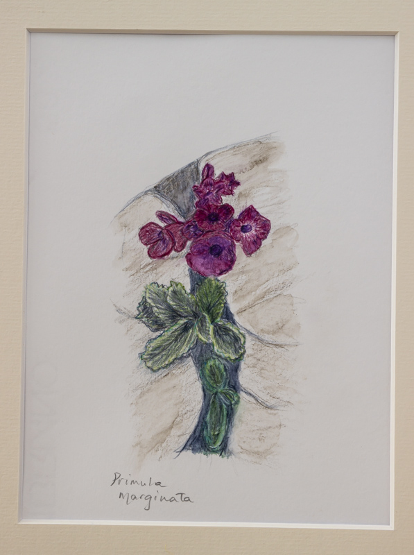 Primula marginata exhibited by Rosemary Walker