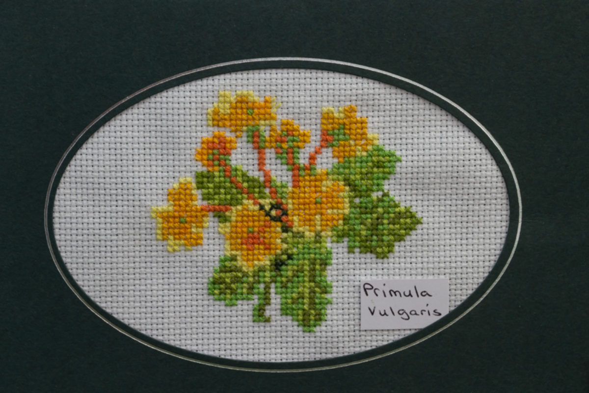 Primula vulgaris exhibited by Georgina Instone
