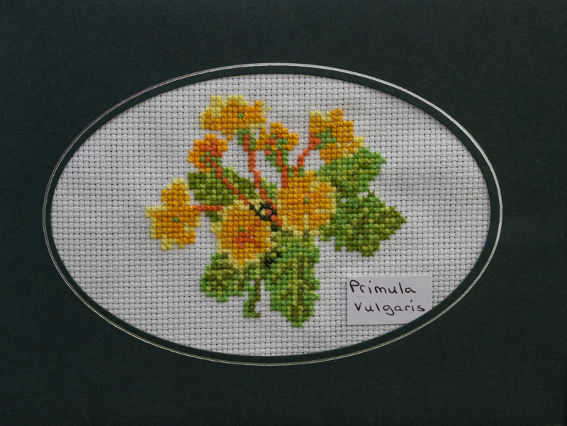 Primula vulgaris exhibited by Georgina Instone